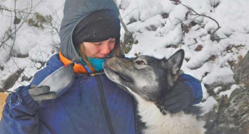 care for sled dogs